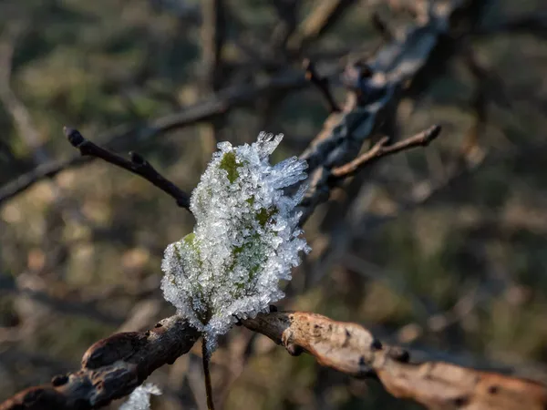 Makroaufnahme Großer Eiskristalle Mit Weißem Morgenfrost Auf Pflanzen Spätherbst Und — Stockfoto