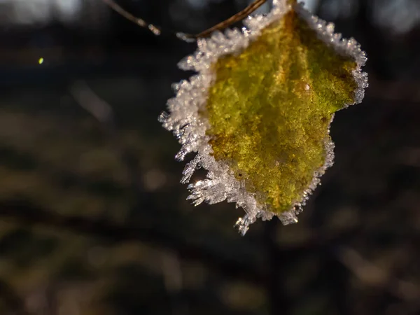 Makro Skott Stora Iskristaller Vit Tidig Morgon Frost Växter Slutet — Stockfoto