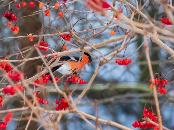 红鸟欧亚大陆牛翅 Pyrrhula Pyrrhula 栖息在黄花枝上 冬季食红果 — 图库照片