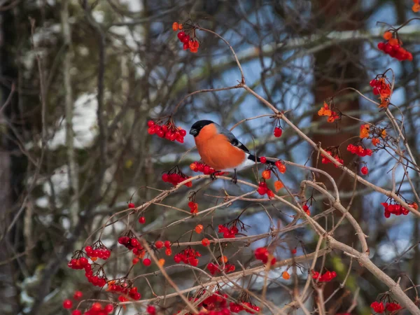 Oiseau Rouge Chardonneret Cendré Pyrrhula Pyrrhula Assis Sur Des Branches — Photo