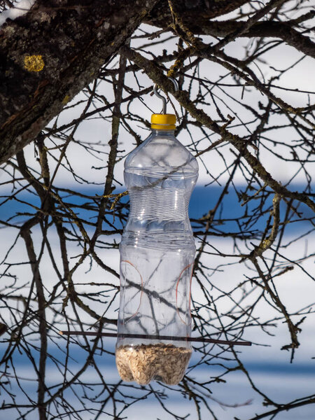 DIY bird feeder made from reused plastic bottle with grains and oars hanging in a tree in a winter day in sunlight