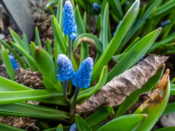 Közelkép Szép Kompakt Kínai Kék Szőlő Jácint Muscari Azureum Zárt — Stock Fotó