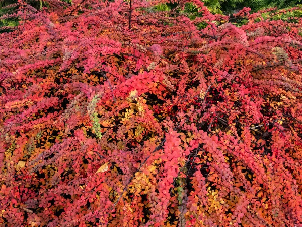 オレンジ色や赤の葉と赤い実が密生し 落葉性の日本産大麦の低木 Berberis Thunbergii 緑のカーペット のクローズアップ — ストック写真