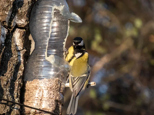 Great Tits Parus Major Visiting Bird Feeder Reused Plastic Bottle — Stockfoto