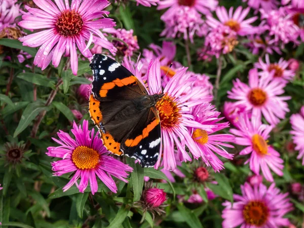 Dorsal View Medium Sized Butterly Red Admiral Vanessa Atalanta Black — Stock Photo, Image