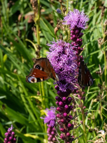 Close Beautiful Colourful Butterfly European Peacock Butterfly Aglais Purple Flower — Stock Photo, Image