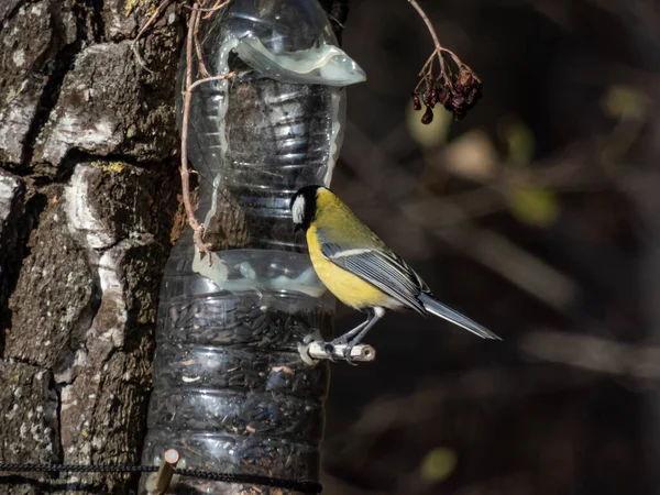 Great Tit Parus Major Visiting Bird Feeder Reused Plastic Bottle — Photo