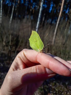 Macro shot of first yellow spring adult male butterfly - The common brimstone (Gonepteryx rhamni) on womans hand in early spring in bright sunlight clipart