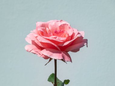 Popüler, güzel ve güçlü pembe gül çeşitliliğinin yakın plan çekimi 'Kraliçe Elizabeth' in yuvarlak, pembe çiçekleri uzun saplı parlak güneş ışığı altında beyaz arka planda.