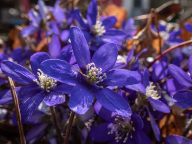 İlkbaharın başlarında kır çiçeklerinin Macro 'su Anemone hepatikası (Hepatica nobilis). Beyaz detaylı mor çiçekler. Güzel ve narin çiçek arkaplanı. Bahar manzarası