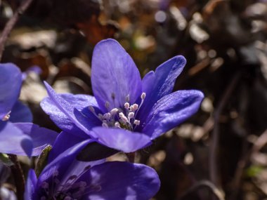 İlkbaharın başlarında tek bir ilkbahar kır çiçeğinin makro çekimi ortak hepatika (Anemone hepatica veya Hepatica nobilis). Beyaz detaylı mor çiçekler. Güzel ve narin çiçek arkaplanı