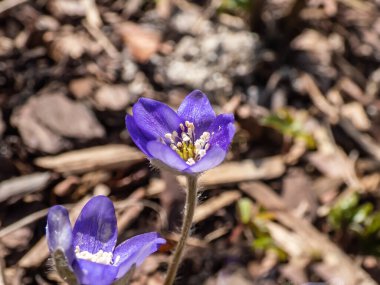 İlkbaharın başlarında kır çiçeklerinin Macro 'su Anemone hepatikası (Hepatica nobilis). Beyaz detaylı mor çiçekler. Güzel ve narin çiçek arkaplanı. Bahar manzarası