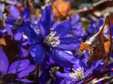 İlkbaharın başlarında tek bir ilkbahar kır çiçeğinin makro çekimi ortak hepatika (Anemone hepatica veya Hepatica nobilis). Beyaz detaylı mor çiçekler. Güzel ve narin çiçek arkaplanı