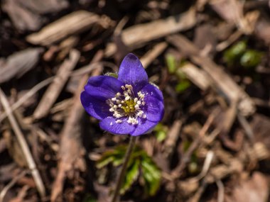 İlkbaharın başlarında tek bir ilkbahar kır çiçeğinin makro çekimi ortak hepatika (Anemone hepatica veya Hepatica nobilis). Beyaz detaylı mor çiçekler. Güzel ve narin çiçek arkaplanı