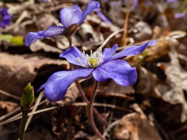 İlkbaharın başlarında tek bir ilkbahar kır çiçeğinin makro çekimi ortak hepatika (Anemone hepatica veya Hepatica nobilis). Beyaz detaylı mor çiçekler. Güzel ve narin çiçek arkaplanı