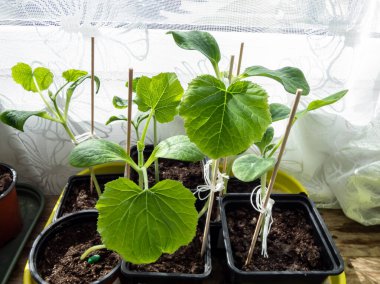 Küçük, yeşil kabak fidanları ya da balkabağı tohumlarından büyüyen plastik kaplarda güneş ışığında arka planda beyaz perdelerle birlikte. Kapalı alanda bahçıvanlık, çimenlik, gıda yetiştirme