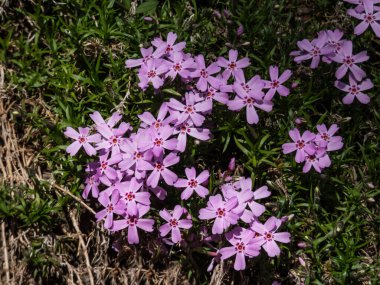 Pembe sürünen fenomenin (Phlox subulata) yakın plan çekimi. 'Parlaklık' baharda parlak güneş ışığında bahçede çiçek açıyor.