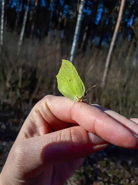 Sarı Bahar Yetişkin Erkek Kelebeğinin Macro Çekimi Yaygın Kükürt Gonepteryx — Stok fotoğraf