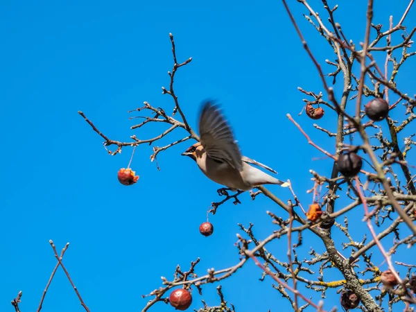 Beautiful Bohemian Waxwing Sitting Branch Apple Tree Blue Sky Background — Stockfoto