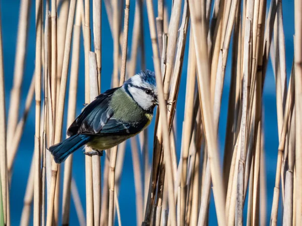 Beautiful Songbird Eurasian Blue Tit Cyanistes Caeruleus Parus Caeruleus Sitting — Foto de Stock