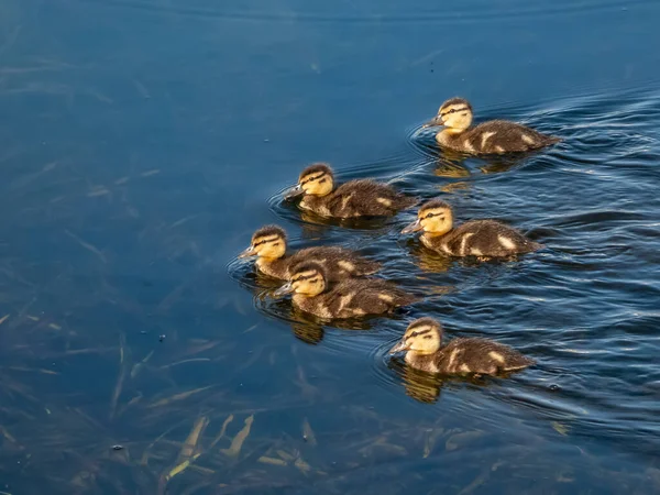 Groupe Beaux Canetons Duveteux Colverts Canards Sauvages Anas Platyrhynchos Nageant — Photo