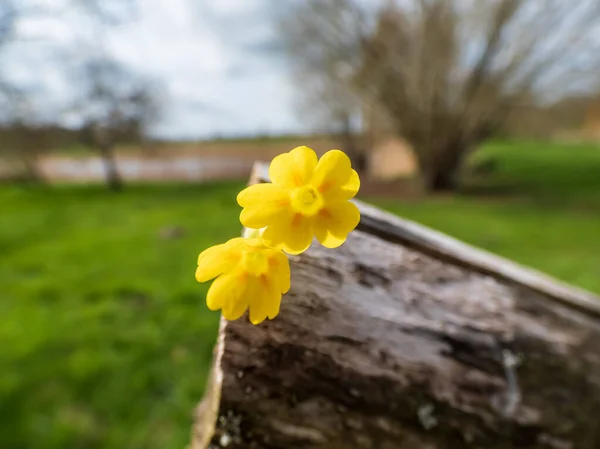 Makro Ujęcie Żółtych Kwiatów Kształcie Dzwonka Pomarańczowymi Kropkami Krowiego Poślizgu — Zdjęcie stockowe