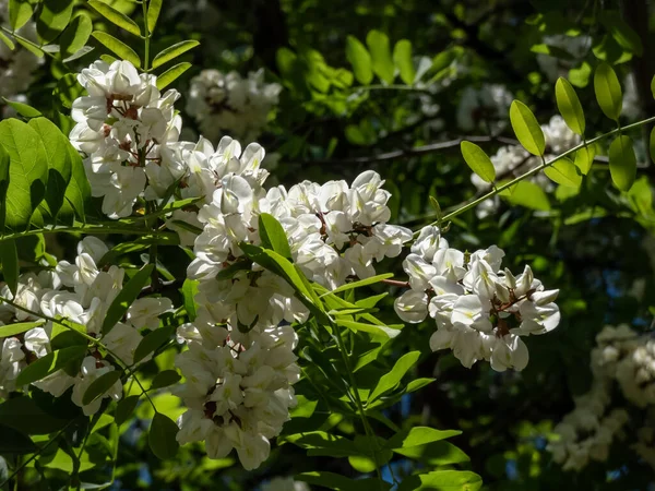 Beautiful White Large Flowers Black Locust False Acacacia Robinia Pseudoacacia — стоковое фото