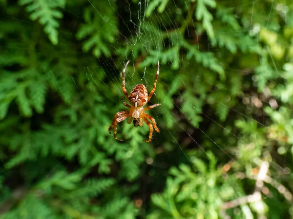 欧洲花园蜘蛛 十字花蛇 Araneus Diadematus 背腹部的白色斑纹挂在网上 背景为绿叶 蜘蛛的详细照片 — 图库照片