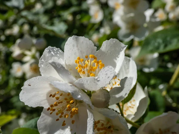 Primer Plano Flores Blancas Forma Cuenco Con Prominentes Estambres Amarillos —  Fotos de Stock
