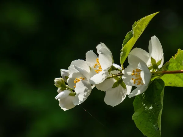 Κοντινό Πλάνο Λευκών Λουλουδιών Σχήμα Κυπέλλου Περίοπτους Κίτρινους Στήμονες Της — Φωτογραφία Αρχείου