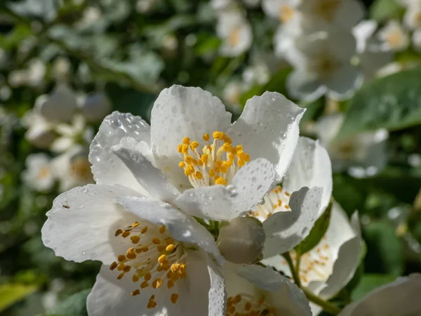 Primer Plano Flores Blancas Forma Cuenco Con Prominentes Estambres Amarillos —  Fotos de Stock