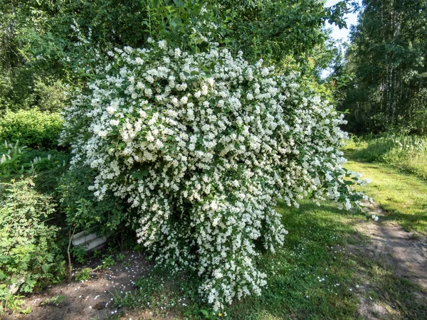 Krzew Kształcie Miski Białe Kwiaty Wybitnymi Żółtymi Łodygami Sweet Mock — Zdjęcie stockowe