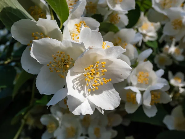 Nahaufnahme Schalenförmiger Weißer Blüten Mit Markanten Gelben Staubgefäßen Des Süßen — Stockfoto