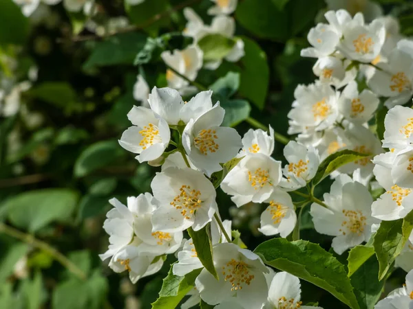 Tatlı sahte portakal veya İngiliz kızılcık ağacının belirgin sarı çiçekleri ile yakın çekim beyaz çiçekleri. - Yazın bol ve güzel kokulu çalılar.