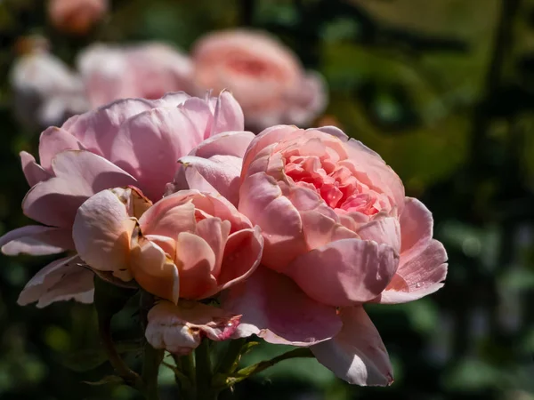 Közeli Felvétel Gyönyörű Rózsaszín Angol Bokor Rose Queen Sweden Széles — Stock Fotó