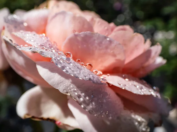 Macro Shot Perfect Water Droplets Petals Beautiful Pink English Shrub — Stock Photo, Image