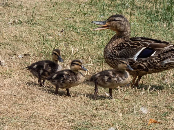 Group Beautiful Fluffy Ducklings Standing Next Mother Mallard Wild Duck — Stock Photo, Image