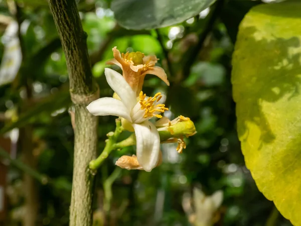 Makro Strzał Białych Kwiatów Kwitnącego Drzewa Cytrynowego Citrus Limon Burm — Zdjęcie stockowe