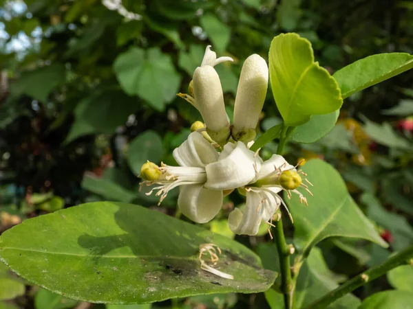 Macro Shot Fleurs Blanches Citronnier Fleurs Citrus Limon Osbeck Soleil — Photo