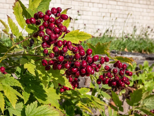 Macro Shot Poisonous Plant Red Baneberry Chinaberry Actaea Rubra Bright — Stockfoto