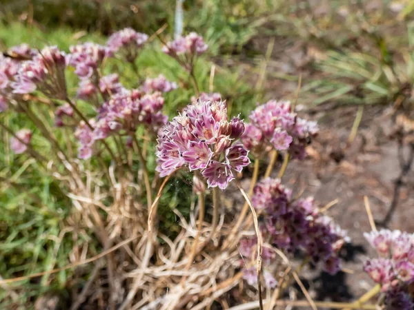 Pequeno Allium Allium Tauricola Com Lavanda Pálida Subiu Para Flores — Fotografia de Stock