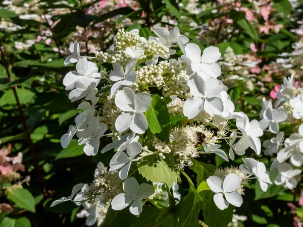 2014 Hydrangea Paniculata Hydrangea Paniculata Siebold Levana 여름에는 녹색의 모양의 — 스톡 사진