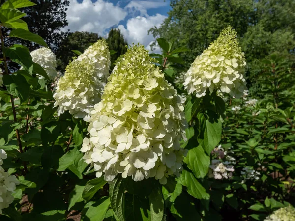 Ortanca paniklemesi (Hydrangea paniculata) 'Kutup ayısı' kalın, konik yeşil çiçek başları ile yaz sonlarında parlayan beyaz renge dönüşür. Sonbaharda çiçekler pembeye dönüşür.