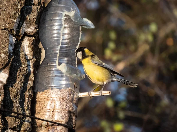 Great Tit Parus Major Visiting Bird Feeder Reused Plastic Bottle — Foto de Stock