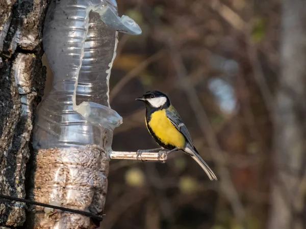 Great Tit Parus Major Visiting Bird Feeder Reused Plastic Bottle — Stockfoto