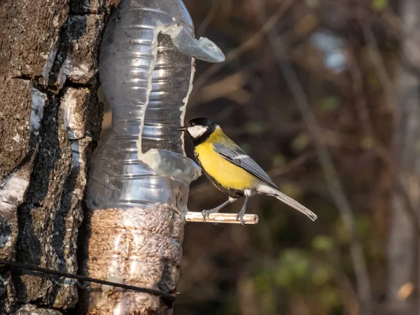Great Tit Parus Major Visiting Bird Feeder Reused Plastic Bottle — Stock Fotó
