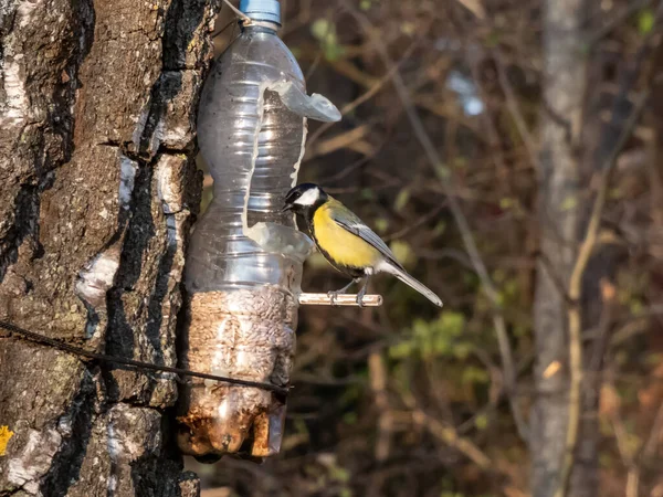 Great Tit Parus Major Visiting Bird Feeder Made Reused Plastic — Foto de Stock