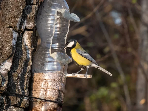 Great Tit Parus Major Visiting Bird Feeder Reused Plastic Bottle — Stok fotoğraf