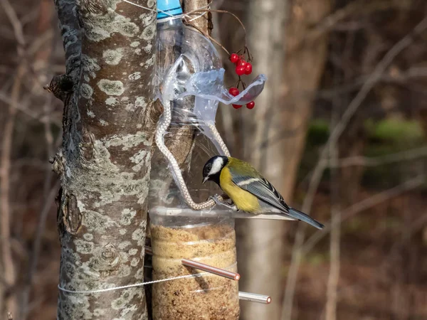 Great Tit Parus Major Visiting Bird Feeder Reused Plastic Bottle — Photo