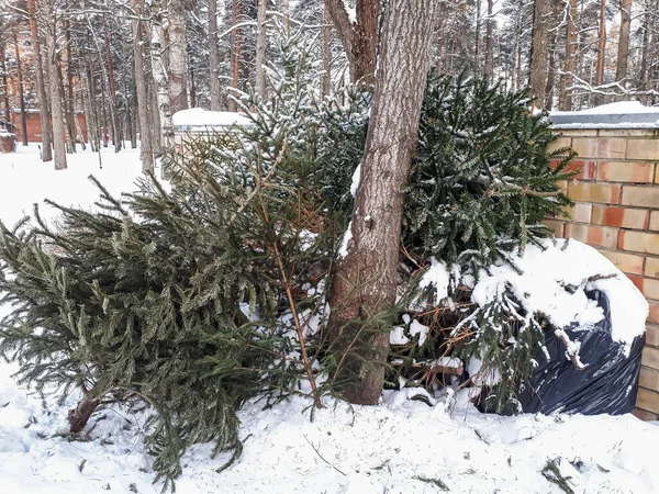 View of real, green Christmas trees (pine trees) thrown out near trash bins or containers at the end of holiday season in winter destined to end up in landfill. Green waste under snow